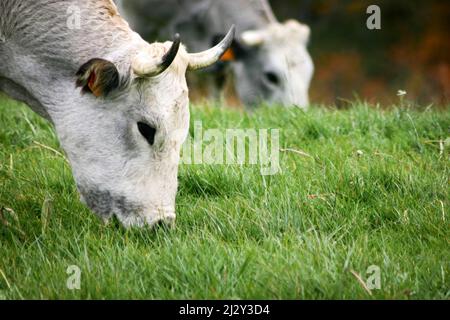 Vaches en pâturage. Une scène rurale tranquille pendant que les vaches laitières se nourrissent d'herbe fraîche qui pousse dans un enclos. Banque D'Images