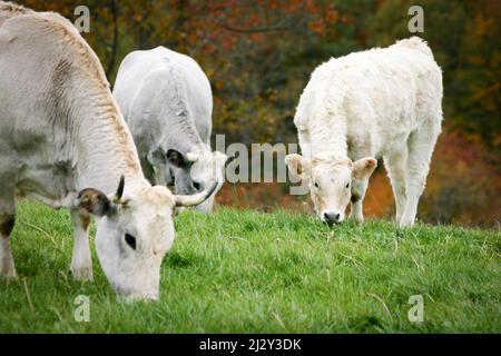 Vaches en pâturage. Une scène rurale tranquille pendant que les vaches laitières se nourrissent d'herbe fraîche qui pousse dans un enclos. Banque D'Images