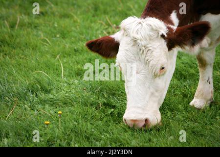 Vaches en pâturage. Une scène rurale tranquille pendant que les vaches laitières se nourrissent d'herbe fraîche qui pousse dans un enclos. Banque D'Images
