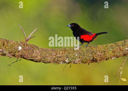 Scarlet gronde Tanager – Ramphocelus passerinii Boco Tapada, Costa Rica BI034260 Banque D'Images