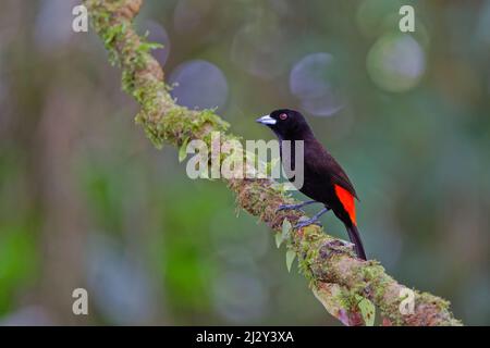 Scarlet gronde Tanager – un homme se nourrissant de baies Ramphocelus passerinii Sarapiqui, Costa Rica BI034268 Banque D'Images