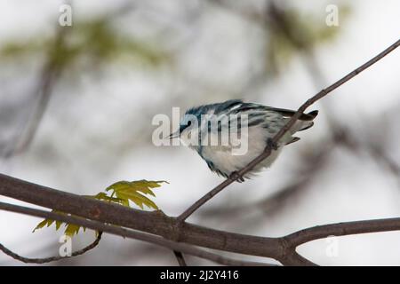 Une Paruline Ceruléenne mâle, Setophaga cerulea, perchée dans un arbre Banque D'Images