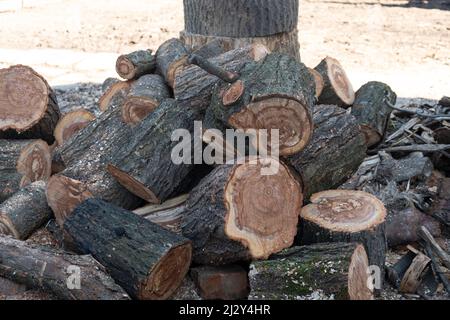 cales de bois hachées, pile de bois récolté. Banque D'Images