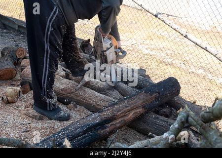 un homme coupe une souche de bois avec une tronçonneuse, gros plan sur le processus de récolte du bois de chauffage. Banque D'Images