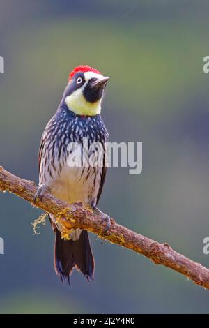 Acorn Woodpecker Melanerpes formacivorus San Gerardo de Dota, Costa Rica BI035117 Banque D'Images