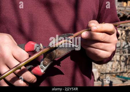 les mains du jardinier élagage une vigne avec un sécateur. Banque D'Images