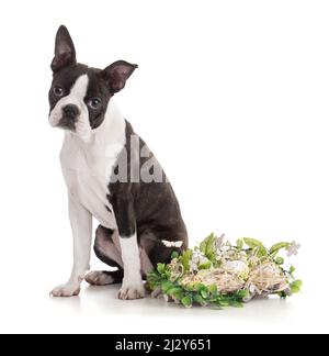 Jeune terrier de Boston bicolore avec un nid de Pâques sur fond blanc Banque D'Images