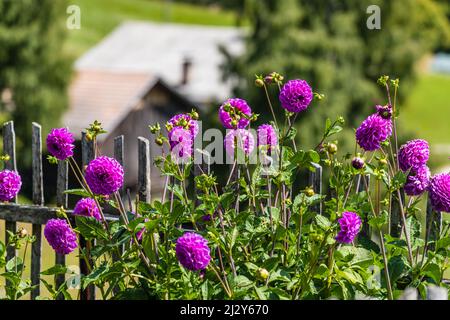 Fleurs, jardin, ferme, Aldein, Radein, Tyrol du Sud, Alto Adige, Italie Banque D'Images