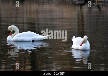 Deux cygnes bautiful brossant leurs plumes dans un lac calme. Banque D'Images