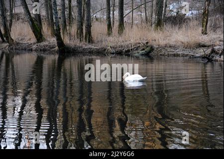 Cygne solitaire nageant et mangeant dans un lac calme au début du printemps. Banque D'Images