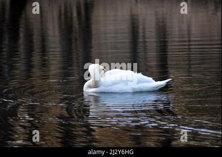 Cygne blanc en regardant loin de l'appareil photo. Photo horizontale avec espace de copie. Banque D'Images