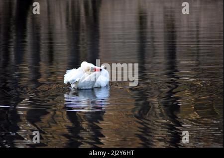 Le cygne blanc se brossant ses plumes dans un lac calme au printemps. Photo horizontale avec grand espace de copie. Banque D'Images