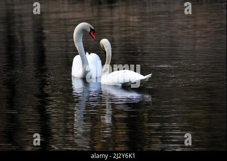 Moment romantique entre deux magnifiques cygnes blancs. Photo horizontale avec espace de copie. Banque D'Images