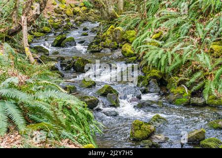 Le ruisseau des Moines, dans l'État de Washington, coule sur des rochers. Banque D'Images