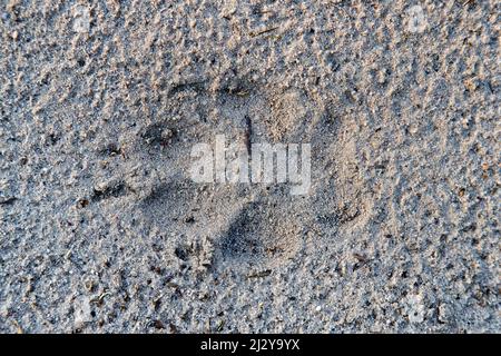 Loup gris européen / loup gris sauvage (Canis lupus) gros plan de l'empreinte / piste dans le sable meuble montrant l'empreinte des patins et des griffes numériques Banque D'Images