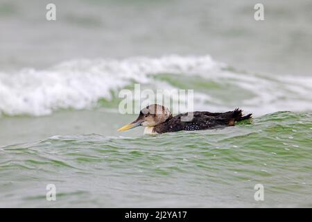 Huard à bec jaune / plongeur à bec blanc (Gavia adamsii) nageant dans l'eau de mer en hiver Banque D'Images