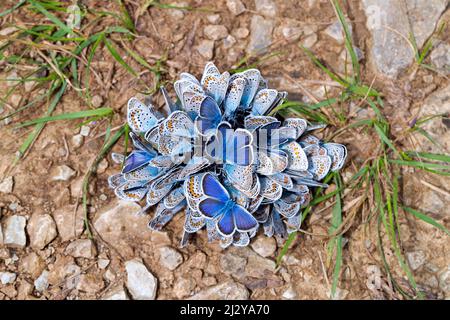 Agrégation de papillons bleus communs / papillon bleu commun européen (Polyommatus icarus) sur sol humide, appelé boue-flaques Banque D'Images