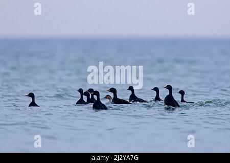 Macreuses communes (Melanitta nigra) femelle simple pourchassée par plusieurs mâles / dragues dans le groupe de courting en mer en hiver Banque D'Images