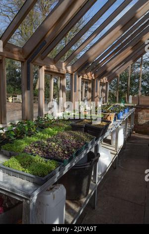 Semis poussant dans une maison en bois de verre. Banque D'Images