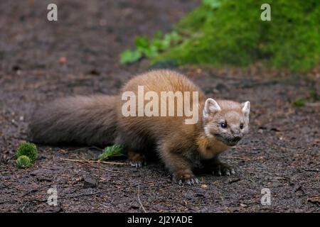 La martre d'Europe (Martes Martes) chasse en forêt Banque D'Images