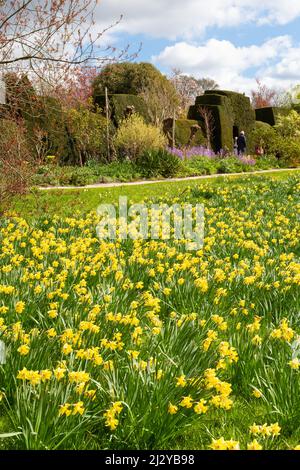 Great Dixter Gardens, jonquilles en fleur, Northiam, East Sussex, royaume-uni Banque D'Images