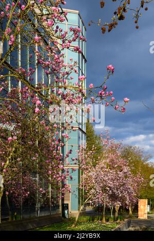 Redmond, WA, WA - 31 mars 2022 ; arbres Magnolia en pleine floraison à l'extérieur de l'hôtel de ville de Redmond, État de Washington Banque D'Images