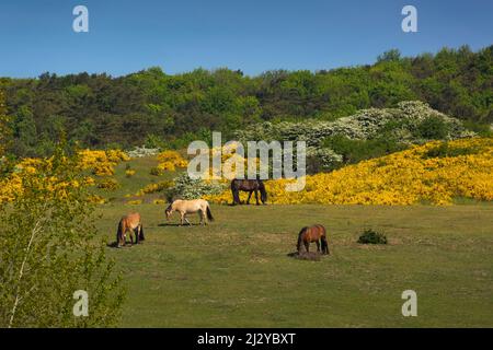 Chevaux en pâturage, Hiddensee, Mer Baltique côte mecklembourgeoise, Mecklenburg-Poméranie occidentale, Allemagne Banque D'Images