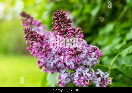 Arrière-plan naturel du printemps. Fleurs de lilas sur le Bush dans le parc. Mise au point sélective. Banque D'Images