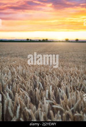 Coucher de soleil sur les champs de blé près du parc national Seewinkel à Burgenland, Autriche Banque D'Images