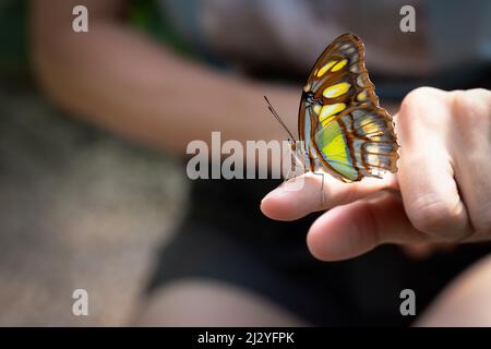 Un papillon coloré est assis sur le doigt d'une femme lors d'une journée ensoleillée. Copier l'espace Banque D'Images