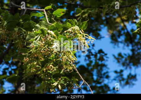 linden fleurir en juin. belle nature sur un jour ensoleillé. branches en lumière du soleil devant un ciel bleu. plante utilisée en médecine Banque D'Images