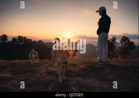 Jeune femme asiatique debout avec des chiens errants domestiques sur une colline à la campagne au coucher du soleil Banque D'Images