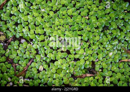 Plante d'eau verte, duckweed flottant sur l'eau dans l'étang Banque D'Images