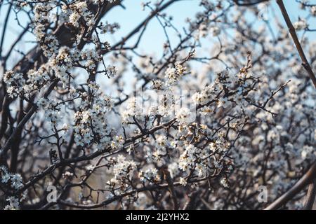 Le gros plan de la belle Prunus spinosa en fleur, également connu sous le nom de noir, de épine, de prune sauvage Banque D'Images