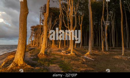 Forêt côtière, forêt fantôme, Nienhagen, Mecklembourg-Poméranie occidentale, Allemagne dans la lumière du soir. Banque D'Images