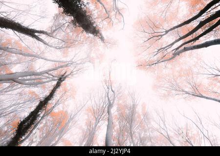 Vue sur les arbres, Thuringe, Allemagne Banque D'Images