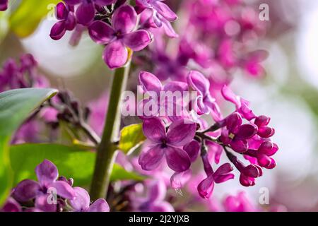 Lilas commun, Syringa vulgaris, fleurs Banque D'Images