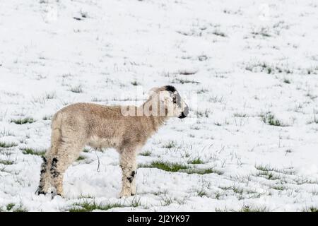 Moutons Swaledale nouveau-né agneaux de printemps dans la neige Banque D'Images