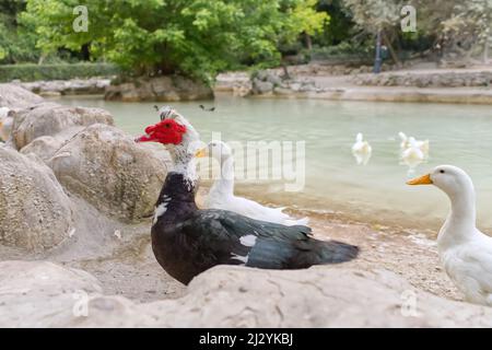 Face rouge d'un canard de Muscovy avec d'autres canards blancs près de l'étang. Banque D'Images