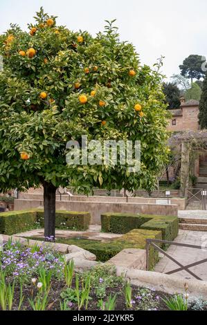 Vue sur l'orangier vert avec des agrumes mûrs dans les jardins de la forteresse médiévale Alhambra à Grenade, Andalousie, Espagne au printemps Banque D'Images