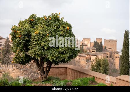 Vue sur l'orangier vert avec des agrumes mûrs et la forteresse médiévale Alhambra à Grenade, Andalousie, Espagne au printemps Banque D'Images