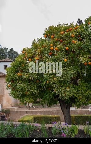 Vue sur l'orangier vert avec des agrumes mûrs dans les jardins de la forteresse médiévale Alhambra à Grenade, Andalousie, Espagne au printemps Banque D'Images
