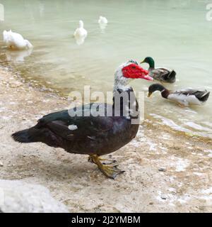 Face rouge d'un canard de Muscovy avec d'autres canards blancs près de l'étang. Banque D'Images