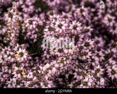 Heather, toile de fond en fleur. Gros plan. Banque D'Images