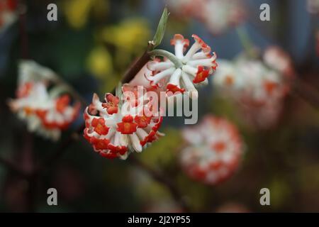 Gros plan de l'arbuste orange edgeworthia en pleine floraison au printemps Banque D'Images