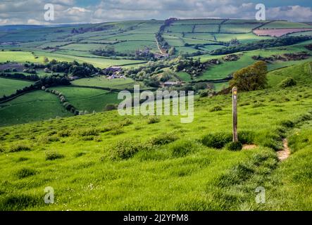 Angleterre, sentier de Dyke d'Offa au nord de Knighton. Le sentier suit la ligne de l'arbre au-dessus de la colline au loin. Shropshire. Banque D'Images