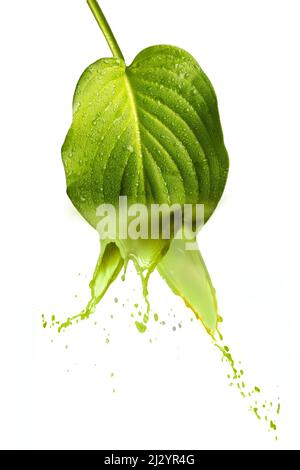 Une feuille verte Banque D'Images