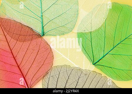 Feuilles péepal Banque D'Images