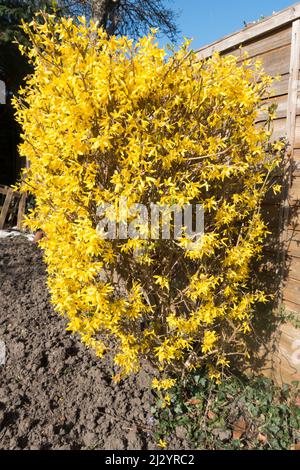 Forsythia × intermedia, ou border forsythia un arbuste à feuilles caduques ornementales Banque D'Images