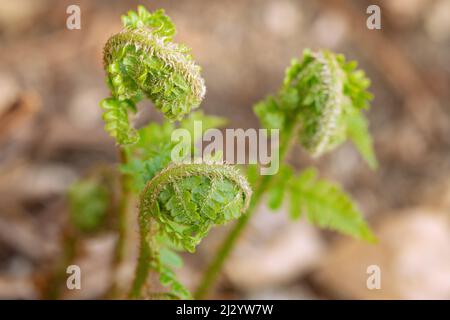 Véritable fougère, Polypodiopsida, avec des feuilles gondolée sur le point de se déplier Banque D'Images